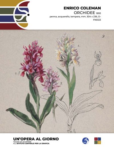 Enrico Coleman Orchidee, 1893 penna, acquerello, tempera, mm. 304 x 236 Inv.: D-FN5123