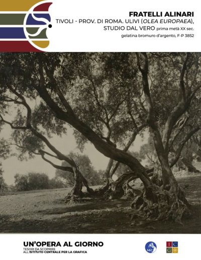 Fratelli Alinari TIVOLI - Prov. di Roma. Ulivi (Olea Europaea), studio dal vero, prima metà XX sec gelatina bromuro d’argento Inv.: F-P 3852