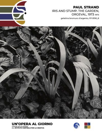 Paul Strand Iris and Stump. The Garden, Orgeval, 1973, 1973 dal Portfolio Four, Plate 8, ed. 198 gelatina bromuro d’argento Inv.: FP 8190_8 